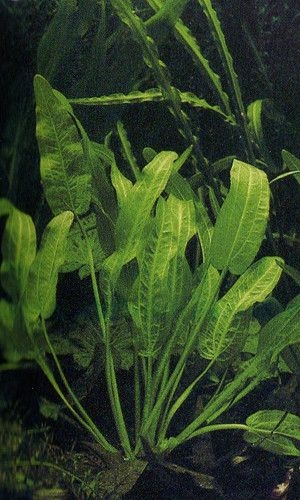 Echinodorus berteroi ou échinodorus cellophane